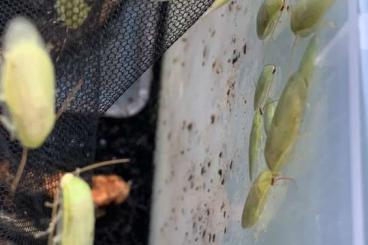 Feeder animals kaufen und verkaufen Photo: Grüne Schaben ( Panchlora spec. )