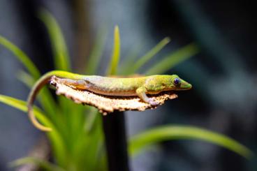 Geckos kaufen und verkaufen Foto: Verkaufe Phelsuma laticauda (Goldstaub-Taggecko)