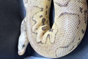 Ball Pythons kaufen und verkaufen Photo: Hamm Special 1.0 Super Pastel Fire Clown