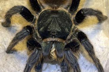 Spiders and Scorpions kaufen und verkaufen Photo: P. rufilata, P. metallica, C. versicolor… EU SHIPPING or Prag ŽE 14.6 Spiders and Scorpions kaufen und verkaufen Photo: P. rufilata, P. metallica, C. versicolor… EU SHIPPING or Prag ŽE 14.6