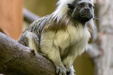 Exotische Säuger kaufen und verkaufen Foto: 0,1 Lisztäffchen (Saguinus oedipus)