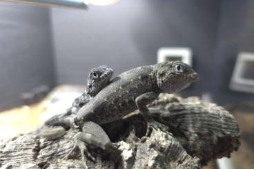 other lizards kaufen und verkaufen Photo: Wanted - Pristurus Carteri other lizards kaufen und verkaufen Photo: Wanted - Pristurus Carteri