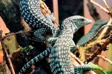 Monitor lizards kaufen und verkaufen Photo: Varanus kordensis cb babies 