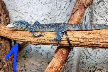 Monitor lizards kaufen und verkaufen Photo: Varanus macraei, #bluetreemonitor 