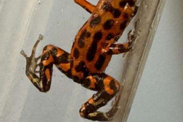 Poison dart frogs kaufen und verkaufen Photo: 3.0 O. pumilio Bastimentos RFB