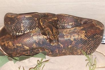 Boas kaufen und verkaufen Photo: Boa Imperator for sale...