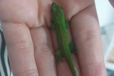 Geckos kaufen und verkaufen Foto: Madagaskar Taggecko Nachzucht