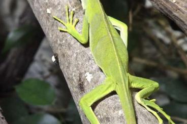 Lizards kaufen und verkaufen Photo: Fidschi Leguan Deutsche Nachzucht von 09 / 2024