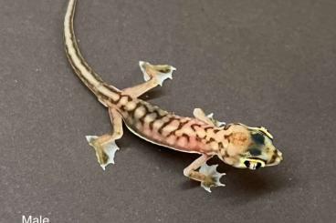 Geckos kaufen und verkaufen Photo: Pachydactylus rangei from different line project