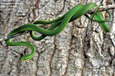 Snakes kaufen und verkaufen Photo: Looking for O. aestivus or vernalis CB