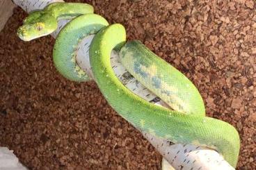 Pythons kaufen und verkaufen Foto: Morelia viridis Biak female