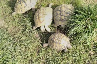 Landschildkröten kaufen und verkaufen Foto: Biete harmonierende boettgeri Gruppe 1.3