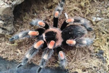 - bird spiders kaufen und verkaufen Photo: Brachypelma Smithi Hamorii Rotknie 