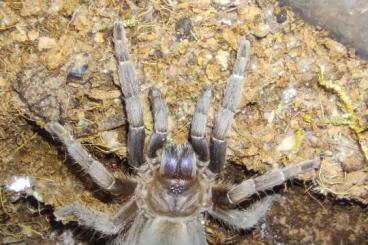 Vogelspinnen kaufen und verkaufen Foto: Aphonopelma Crinirufum female 