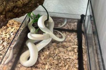 Snakes kaufen und verkaufen Photo: Albino Königsnatter ( Schlange )