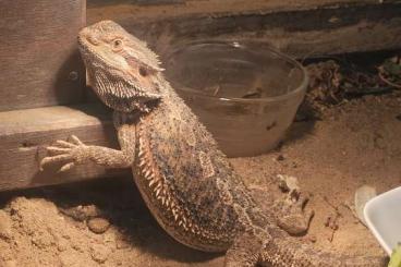 Bearded dragons kaufen und verkaufen Photo: Suche zuhause zwergenbartagame 