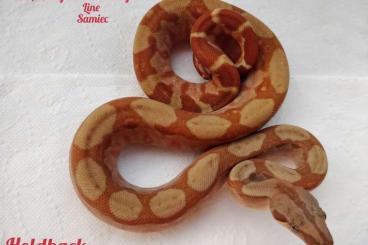 Boas kaufen und verkaufen Photo: 2.0 Boa imperator CA Sunglow/CA Albino Motley 