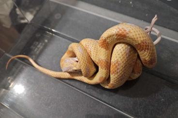 Schlangen kaufen und verkaufen Foto: Corn Snake Hybrids For Sale