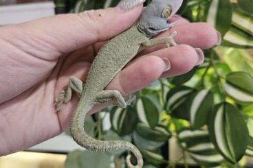 Geckos kaufen und verkaufen Photo: Gekko gecko CB24/25 - blue headed green patternless Geckos kaufen und verkaufen Photo: Gekko gecko CB24/25 - blue headed green patternless