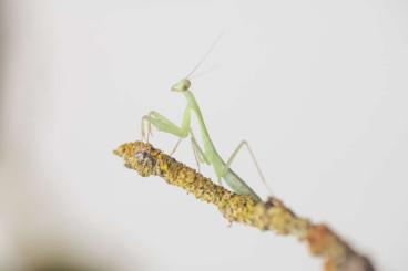 Insekten kaufen und verkaufen Foto: Hierodula venosa Nymphen 