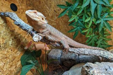 Lizards kaufen und verkaufen Photo: Bartagame mit Terrarium. 