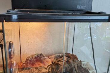 Spiders and Scorpions kaufen und verkaufen Photo: Tlitocatl Brachypelma albopilosum 