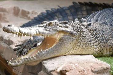 Echsen  kaufen und verkaufen Foto: ISO - Crocodylus porosus….