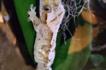 Geckos kaufen und verkaufen Photo: Kronengecko männl. Jg. 2017