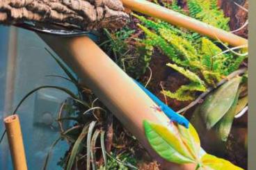 Geckos kaufen und verkaufen Photo: Lygodactylus williamsi DNZ Geckos kaufen und verkaufen Photo: Lygodactylus williamsi DNZ