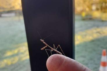 Insekten kaufen und verkaufen Foto: Phasmomantella sp, Deroplatys dessicata