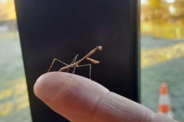 Insekten kaufen und verkaufen Foto: Phasmomantella, Deroplatys