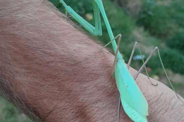 Insekten kaufen und verkaufen Foto: Phasmomantella sp "Vietnam"