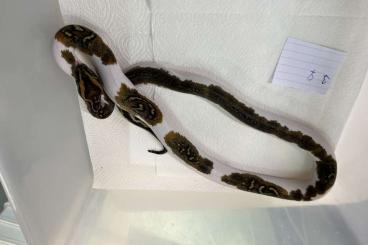 Schlangen kaufen und verkaufen Foto: Python bivittatus, Dracaena guianensis, Podocnemis unifilis 