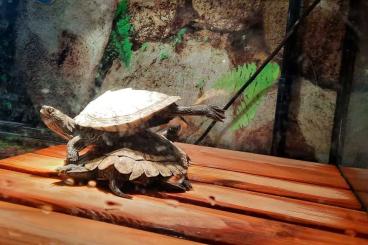 Schildkröten  kaufen und verkaufen Foto: Mississippi höckerschildkröte in gute Hände abzugeben 