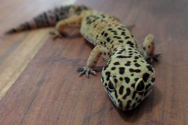 Geckos kaufen und verkaufen Foto: Leopardgecko Weibchen zu verkaufen