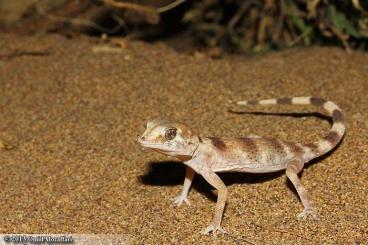 Lizards kaufen und verkaufen Photo: Looking for Agamura, Rhinogecko and Mediodactylus sp.
