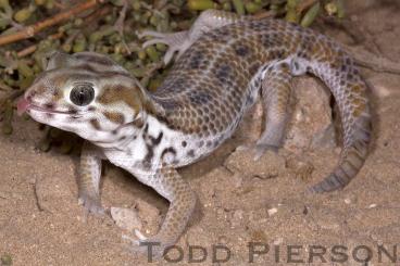 Geckos kaufen und verkaufen Photo: Looking for Teratoscincus keyserlingii