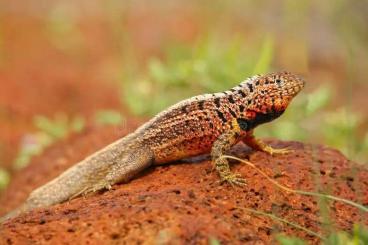 other lizards kaufen und verkaufen Photo: Looking for Microlophus albemarlensis