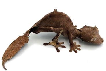 Geckos kaufen und verkaufen Photo: Offer from Bion Terrarium Center for Hamm