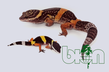 Geckos kaufen und verkaufen Foto: Eublepharis Fuscus, Eublepharis Angramainyu, Eublepharis Hardwickii