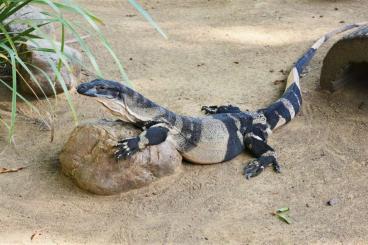 Monitor lizards kaufen und verkaufen Photo: Looking for Varanus species for Hamm 