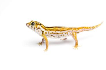 Geckos kaufen und verkaufen Photo: Looking for Teratoscincus keyserlingii for Hamm 