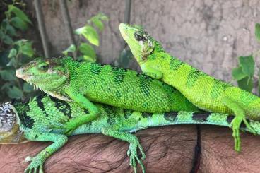 other lizards kaufen und verkaufen Photo: Looking for Polychrus peruvianus for Hamm 