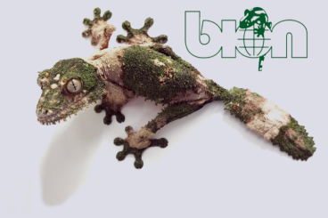other lizards kaufen und verkaufen Photo: Offer from Bion Terrarium Center for Hamm