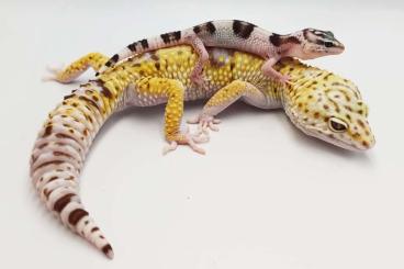 Geckos kaufen und verkaufen Photo: Eublepharis Fuscus, Eublepharis Angramainyu, Eublepharis Hardwickii