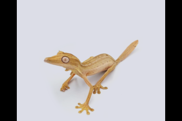 Geckos kaufen und verkaufen Photo: Uroplatus henkeli, sameiti, sikorae, fimbriatus, fiera