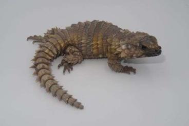 Echsen  kaufen und verkaufen Foto: Armadillo girdled lizard (Ouroborus cataphractus) 