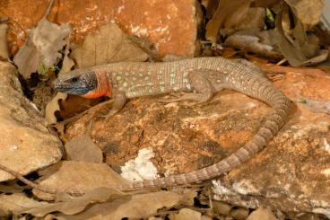 Echsen  kaufen und verkaufen Foto: Kurdistanian Ocellated Lizard (Timon kurdistanicus)