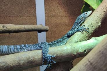 andere Echsen kaufen und verkaufen Foto: We are looking for following Varanus species for Hamm