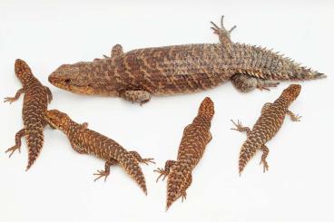 Lizards kaufen und verkaufen Photo: Stokes's skink (Egernia stokesii) 